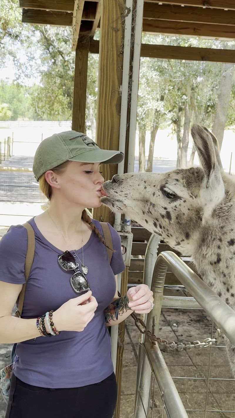 Baby Alpacas and a Famous Llama Kiss Baby Alpacas and a Famous Llama Kiss