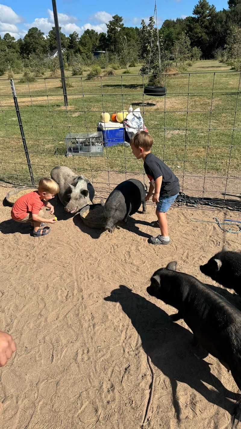Baby Pigs and a Mini Horse Baby Pigs and a Mini Horse