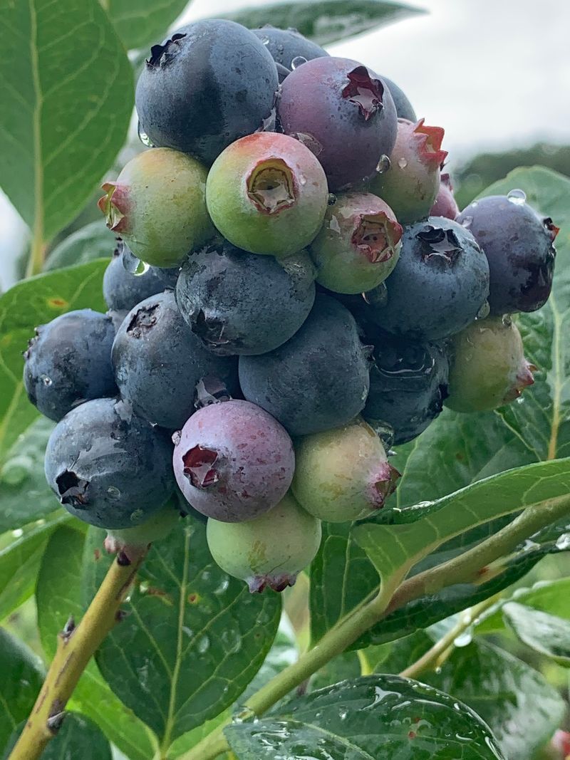 Berries Bigger Than Expected