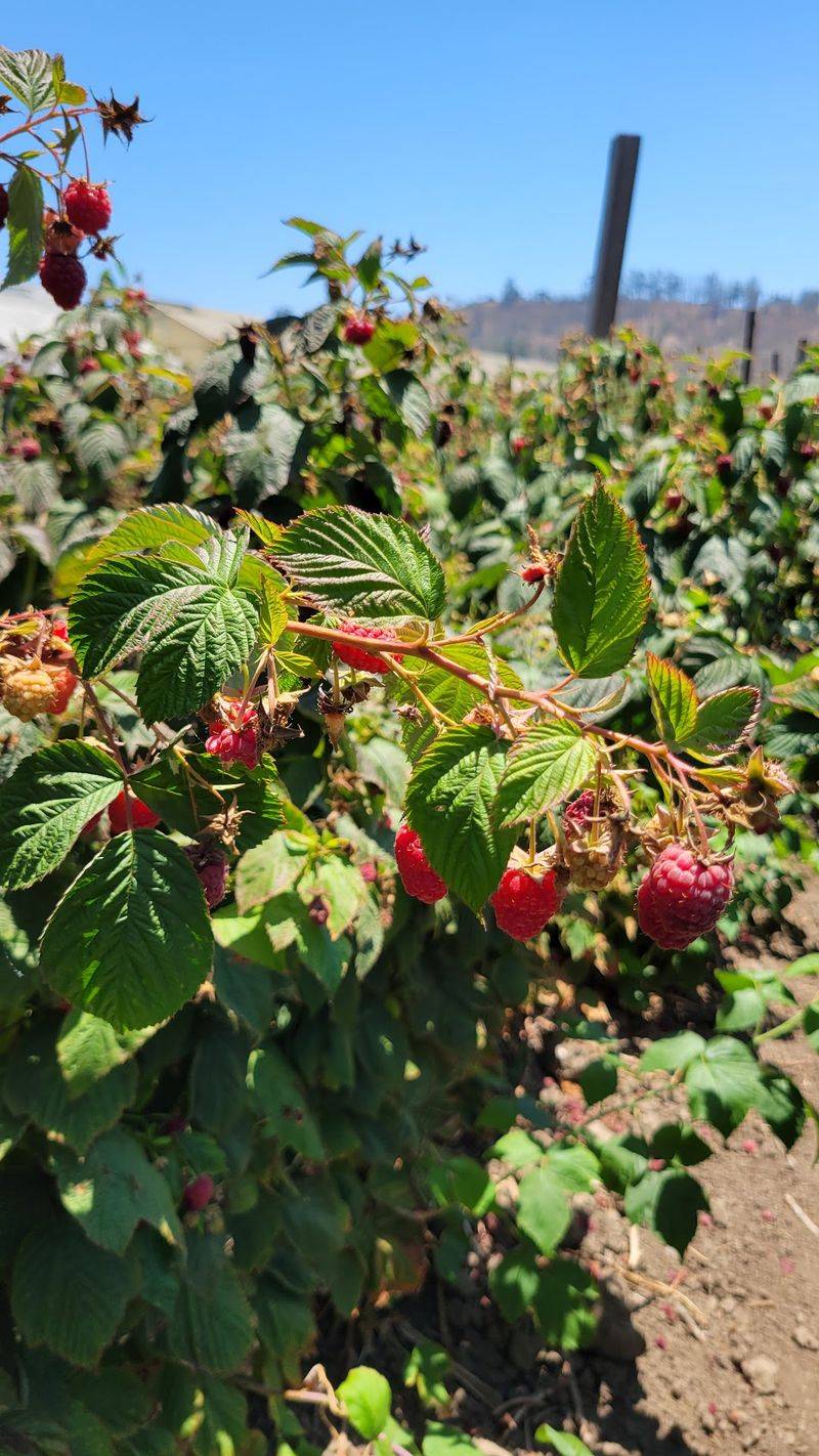 Berry Rows Through the Seasons Berry Rows Through the Seasons