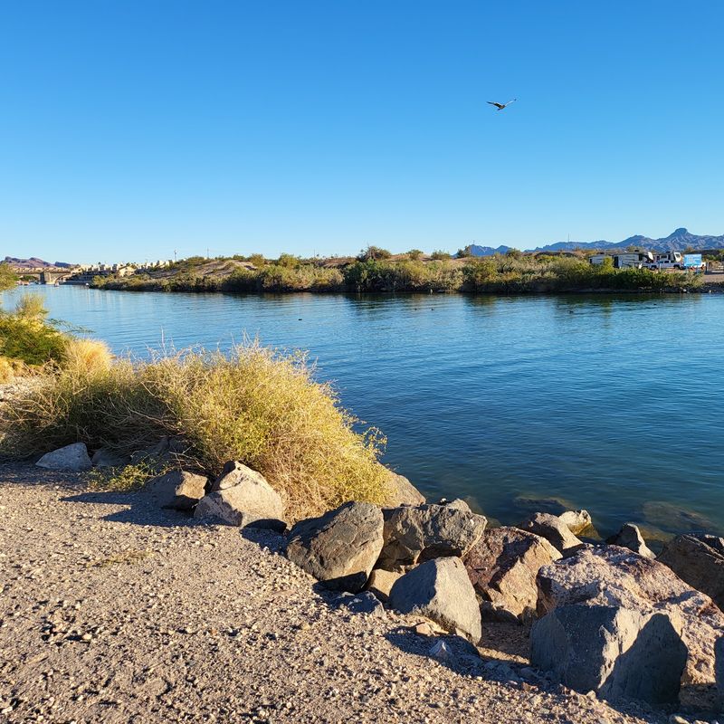 Birdlife Along the Shore Birdlife Along the Shore