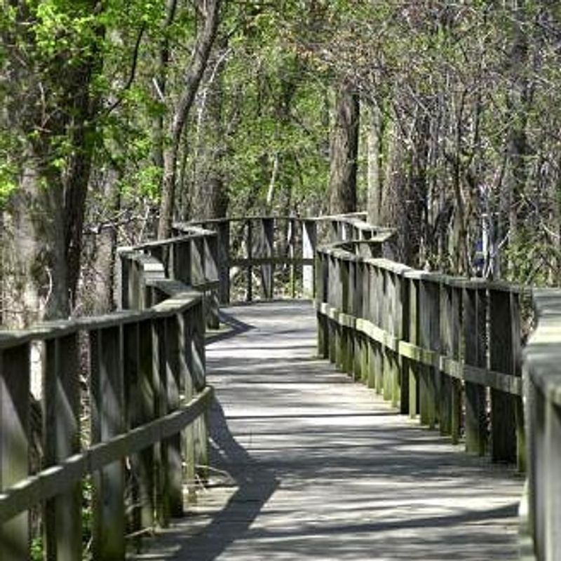 Boardwalk Life Among the Branches Boardwalk Life Among the Branches