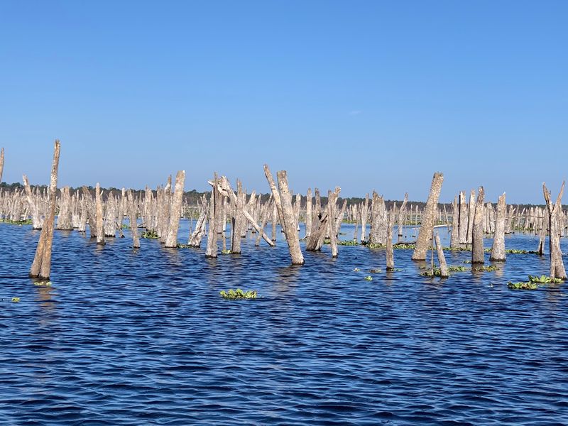 Built in 1968, Flooded Forest Included Built in 1968, Flooded Forest Included