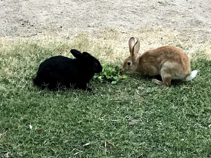 Bunnies, Chickens, and a Busy Bird Crowd