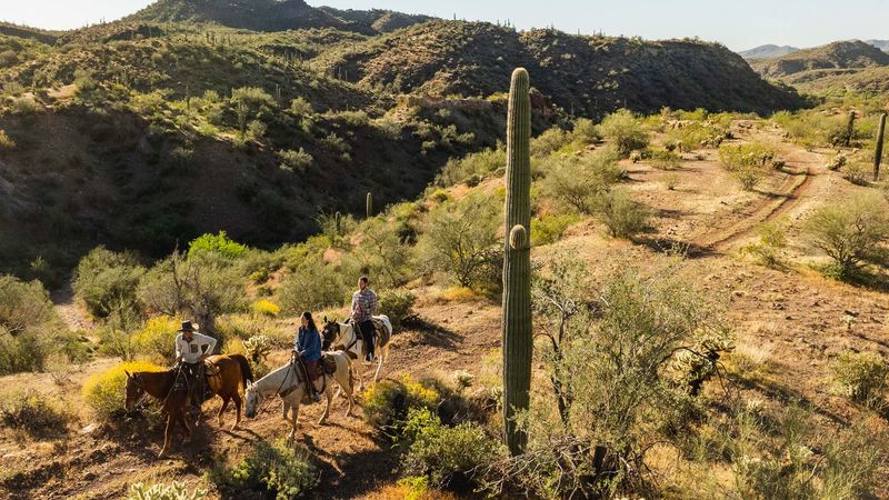 Burros, Birds, and Evening Vultures