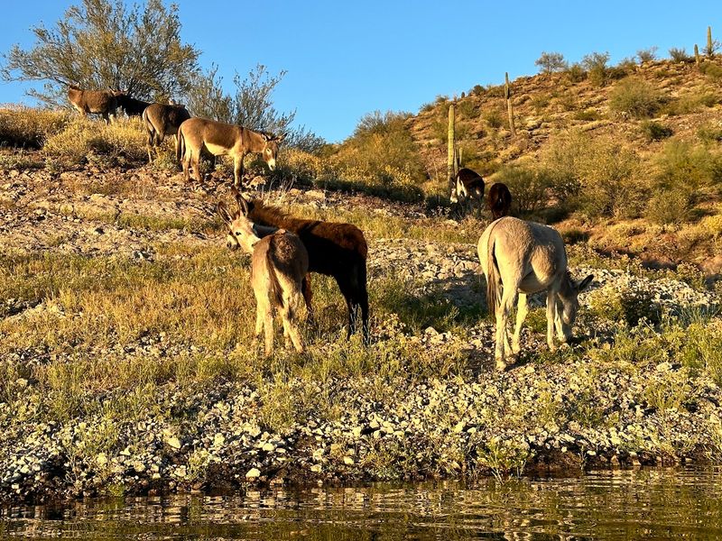 Burros, Herons, and Soaring Vultures Burros, Herons, and Soaring Vultures
