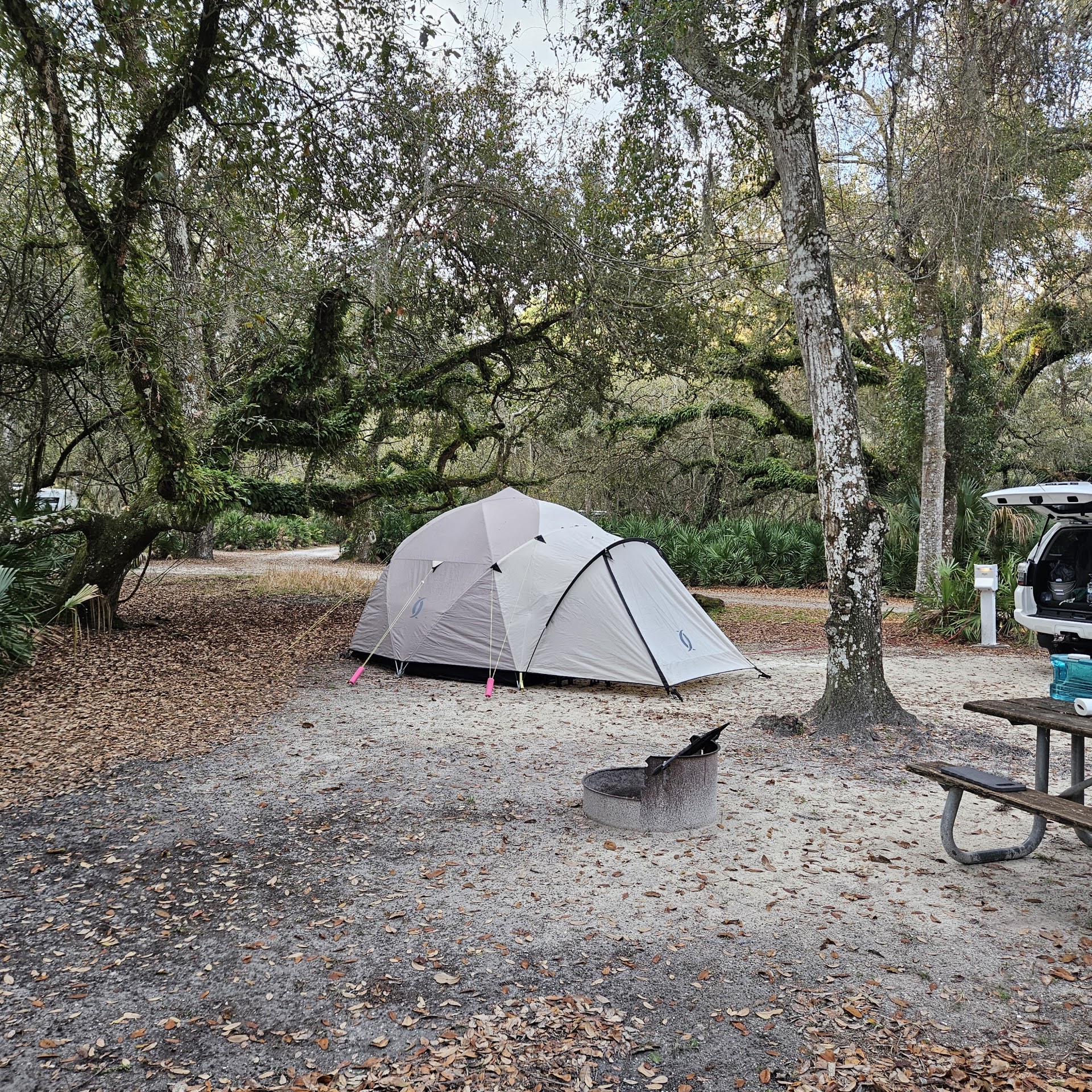 Campsites Wrapped in Oaks