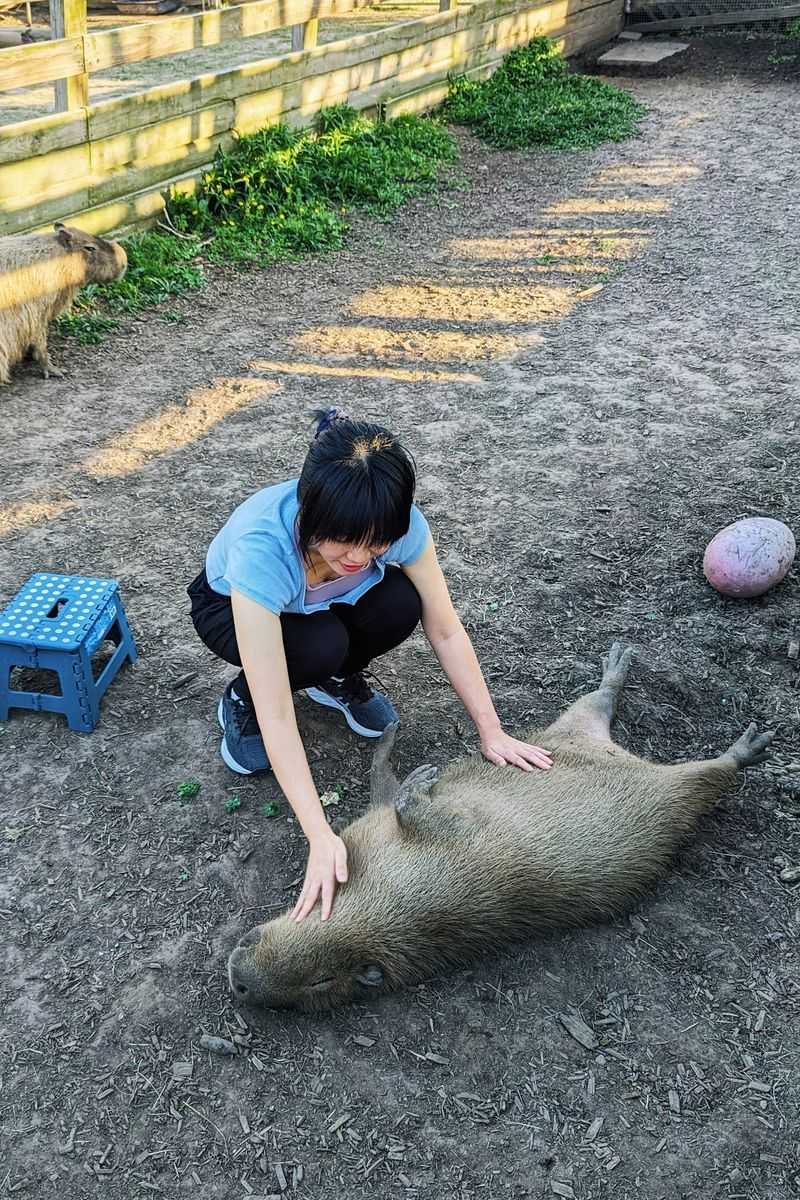 Capybaras Who Love a Belly Rub Capybaras Who Love a Belly Rub