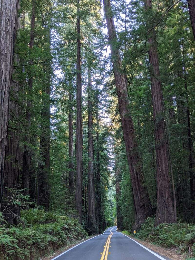 Coast Redwoods at Record Heights
