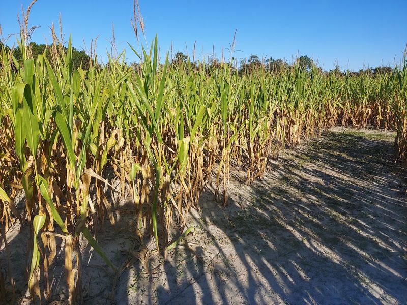 Conner's A-Maize-Ing Acres Farm, Hilliard, FL Conner's A-Maize-Ing Acres Farm, Hilliard, FL