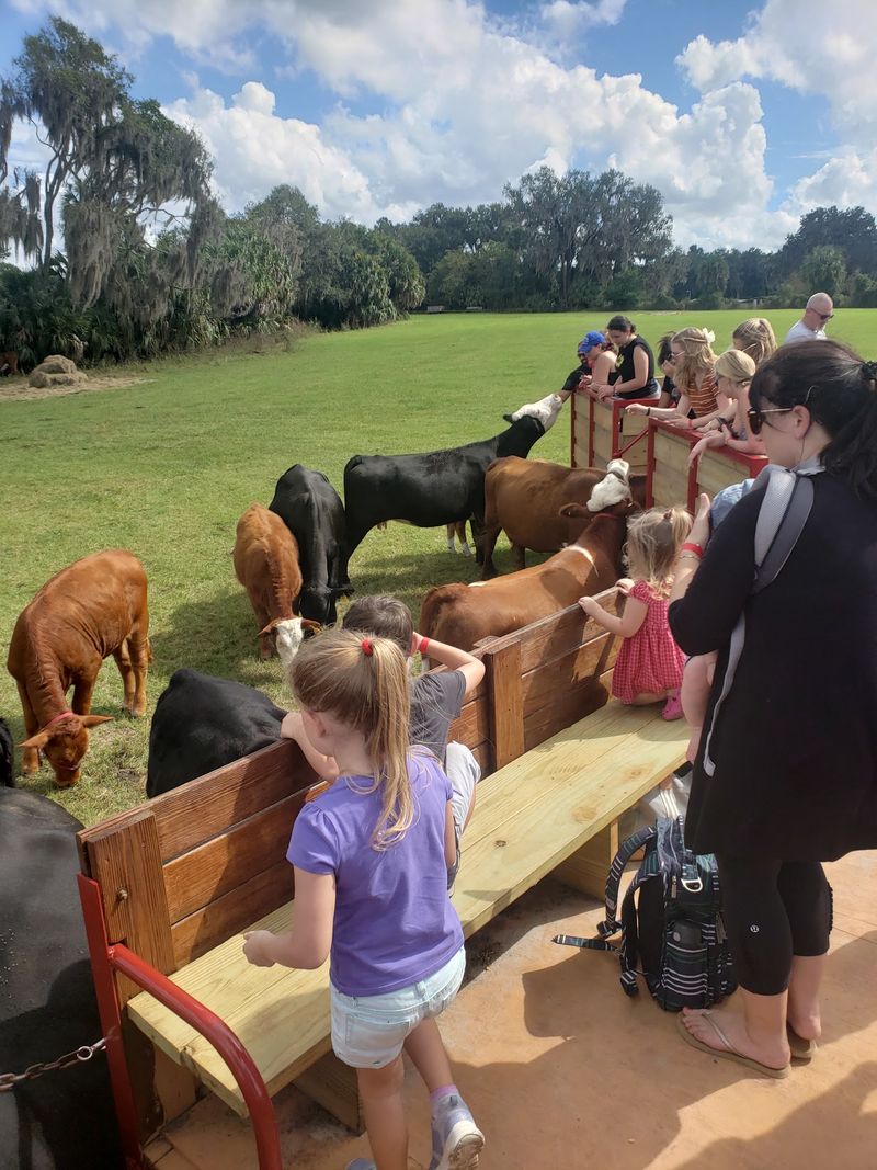 Coon Hollo Farm, Micanopy, FL