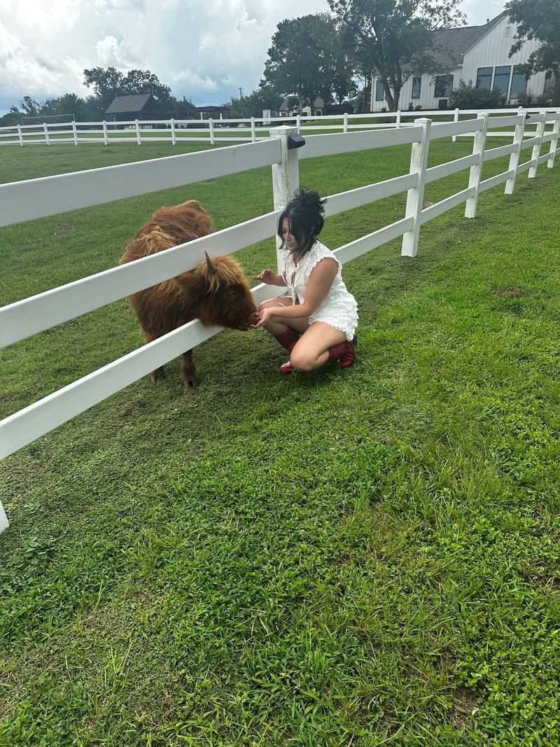 Cow Cuddles With Mini Highlands