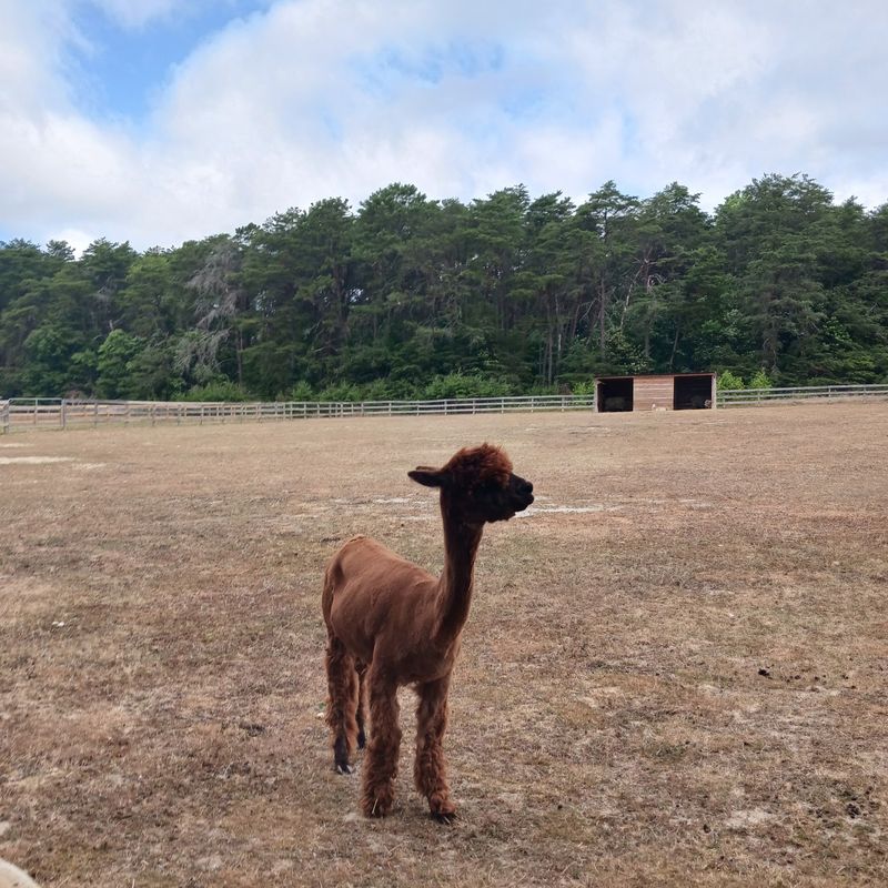 Cows, Donkeys, Goats, and Alpacas Cows, Donkeys, Goats, and Alpacas