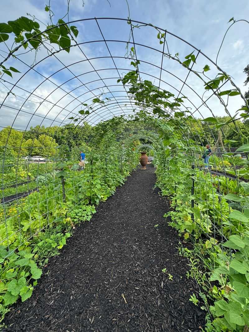 Cows, Gardens, and a Self-Guided Stroll