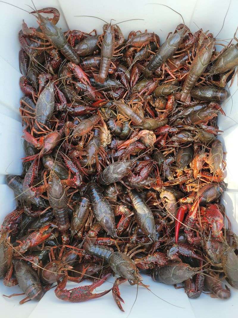 Crawfish Season Done Right Crawfish Season Done Right