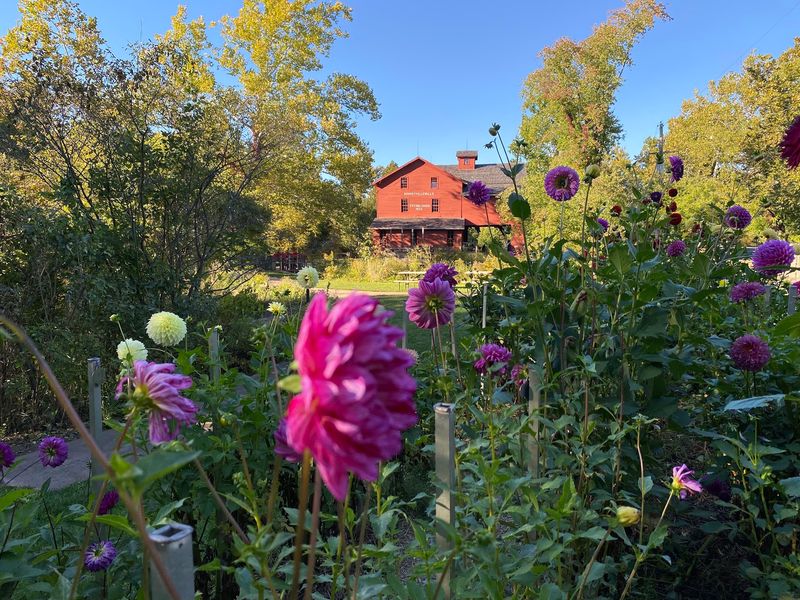 Dahlias, Herbs, and Historic Buildings Dahlias, Herbs, and Historic Buildings