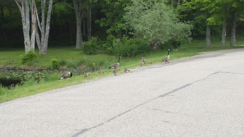 Deer, Bears, and Quiet Roads Deer, Bears, and Quiet Roads