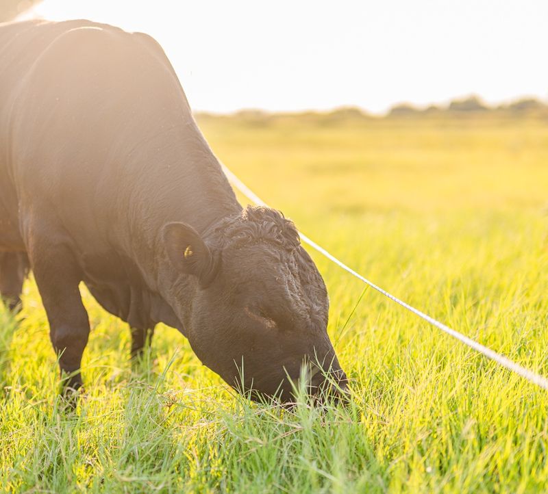 Dexter Beef, Grass-Fed to the Finish Dexter Beef, Grass-Fed to the Finish