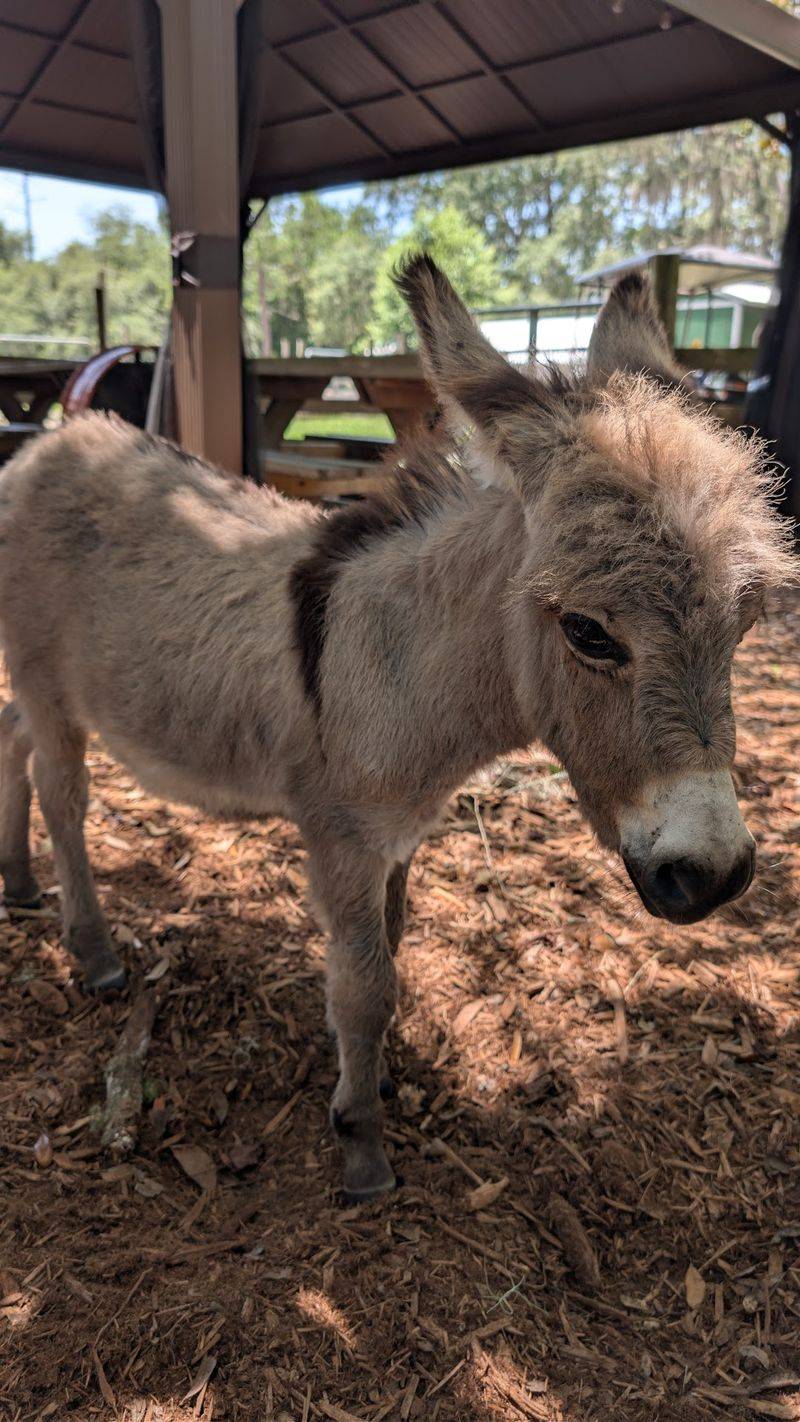 Dexter the Mini Donkey Dexter the Mini Donkey