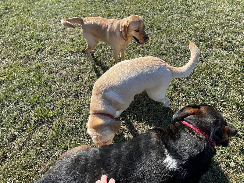 Dog Park Divided by Size Dog Park Divided by Size