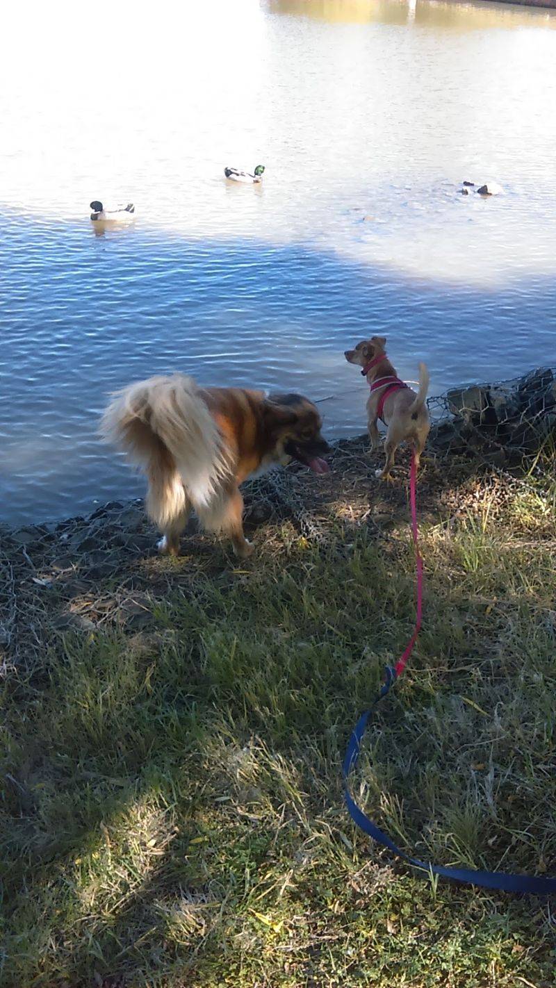 Dog Park Headquarters