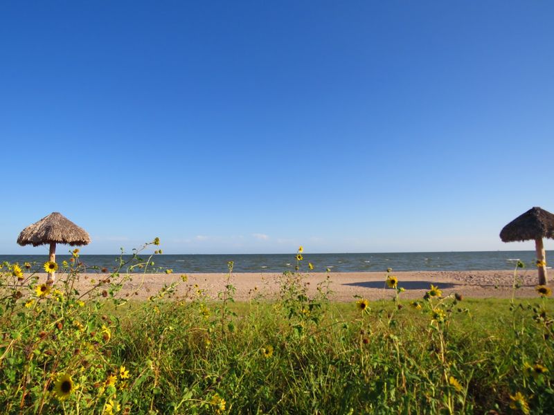 Dolphins, Birds and Bay Wildlife