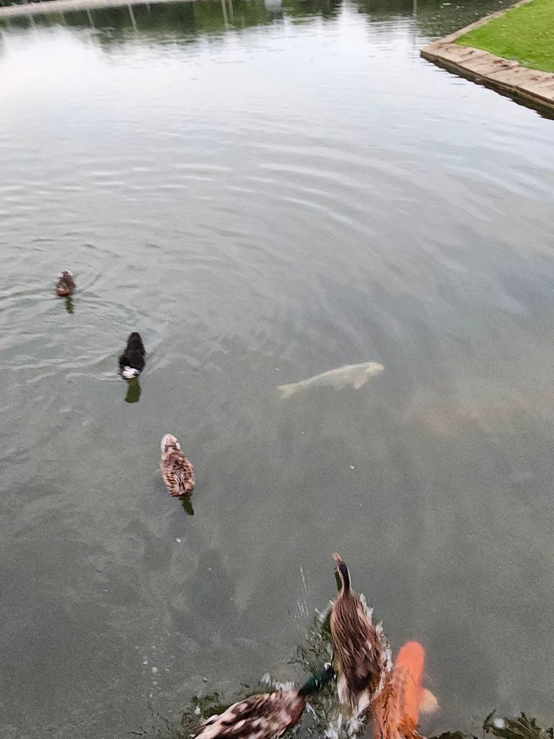 Ducks, Catfish, and a Very Popular Pond Ducks, Catfish, and a Very Popular Pond