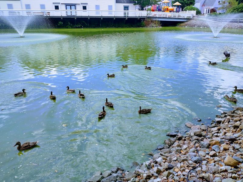 Ducks, Fish, and a Quarter Well Spent