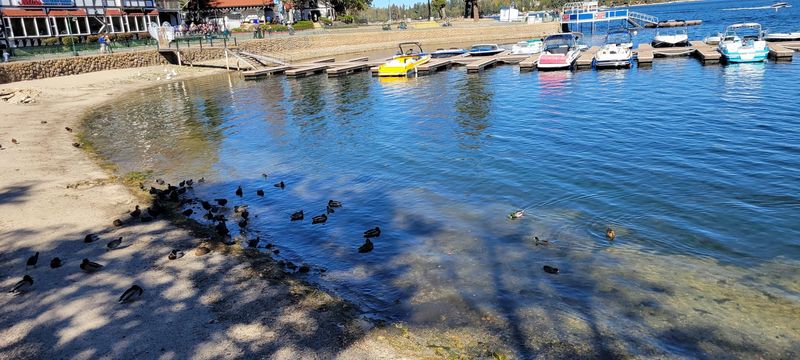 Ducks, Trout, and Shoreline Strolls