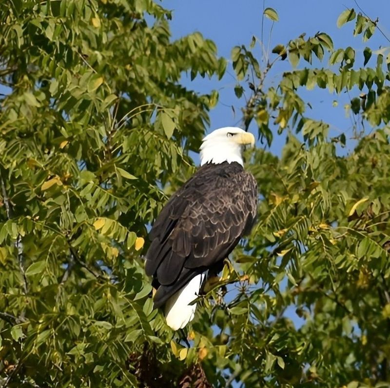 Eagle Watch on the Water