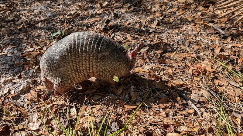 Eagles, Deer, and Bold Armadillos