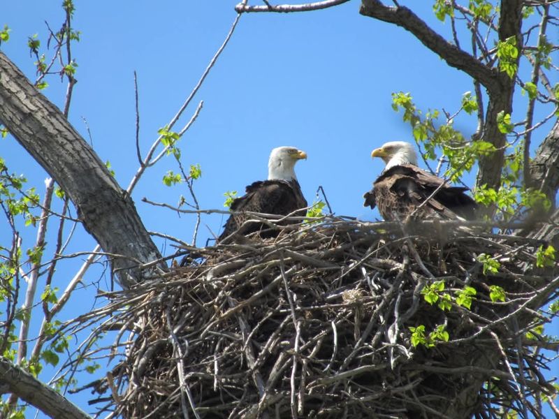 Eagles, Nests, and a Few Surprises Eagles, Nests, and a Few Surprises