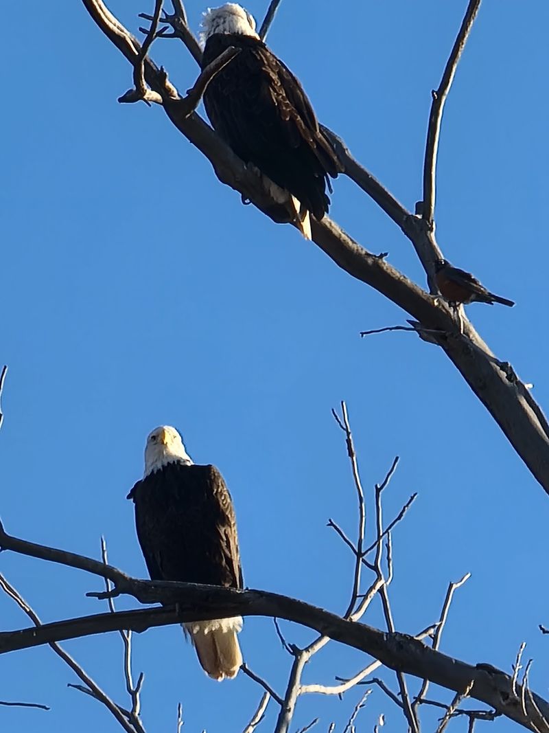 Eagles Over the Lagoons