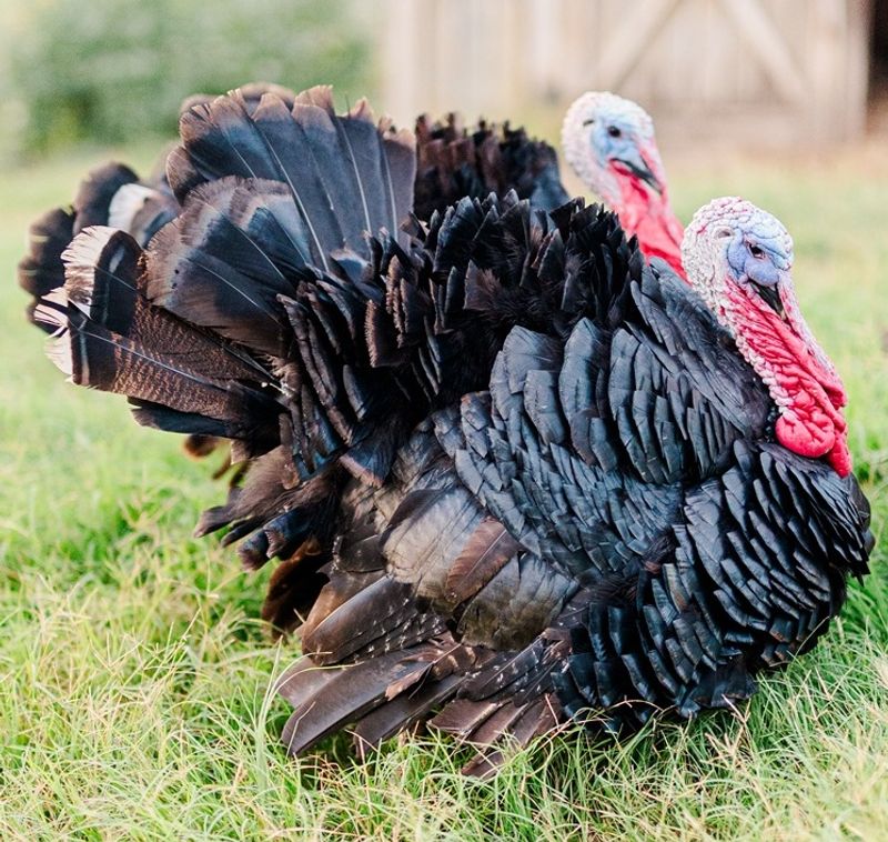 Eggs, Poultry, and a Holiday Turkey Eggs, Poultry, and a Holiday Turkey