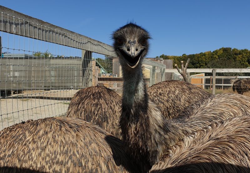 Emus Get Their Turn Too