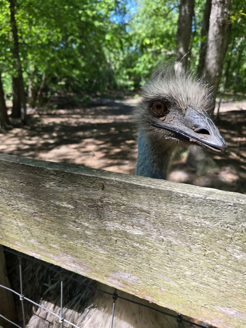 Emus, Turkeys, and a Feathered Crowd Emus, Turkeys, and a Feathered Crowd