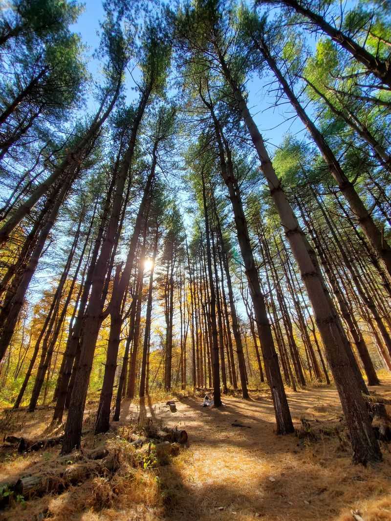 Evergreens With Serious Seniority Evergreens With Serious Seniority