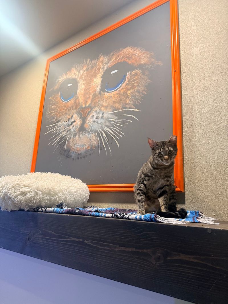 Every Cat Sets Its Own Rules
