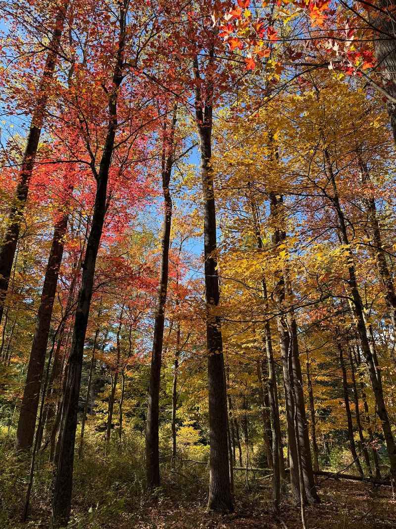 Fall Colors and Changing Seasons Fall Colors and Changing Seasons
