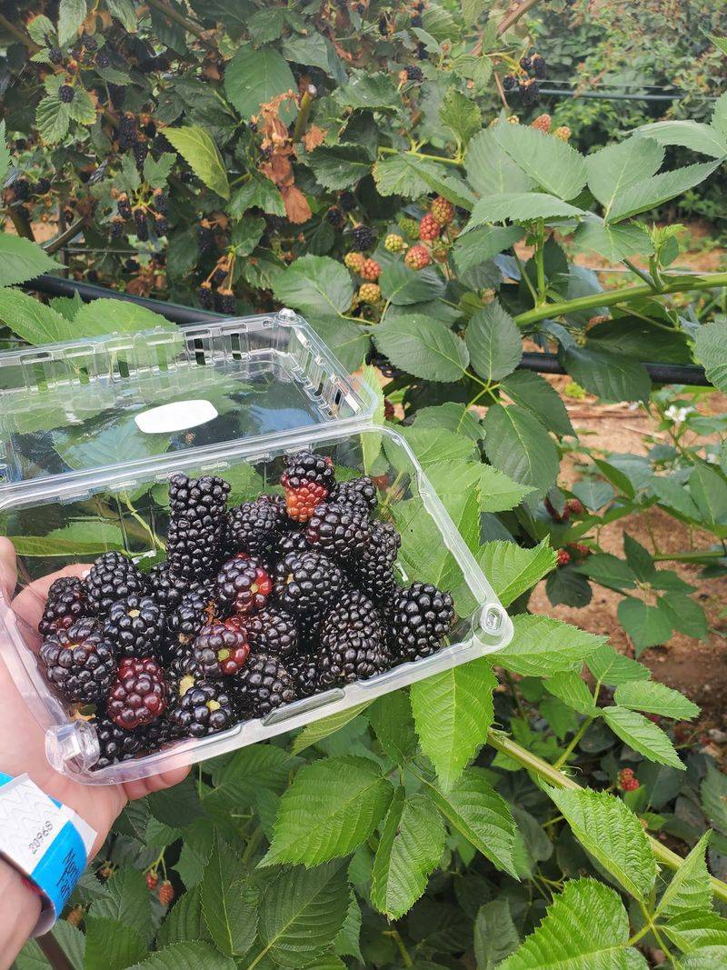 Festival Weekends From Berries to Pumpkins Festival Weekends From Berries to Pumpkins