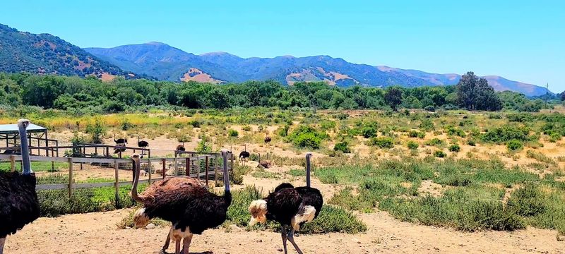 Forty Acres of Feathered Neighbors