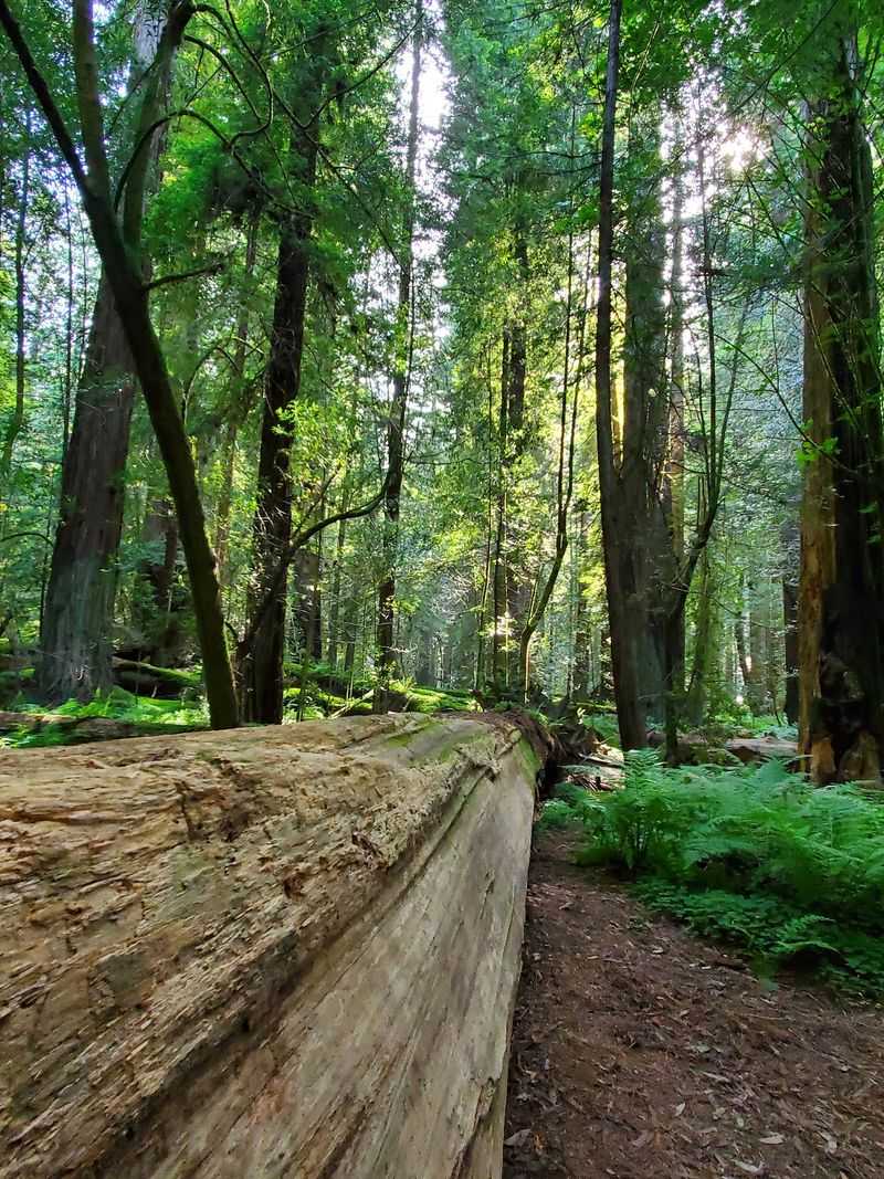 Founders Grove and Its Famous Fallen Giant