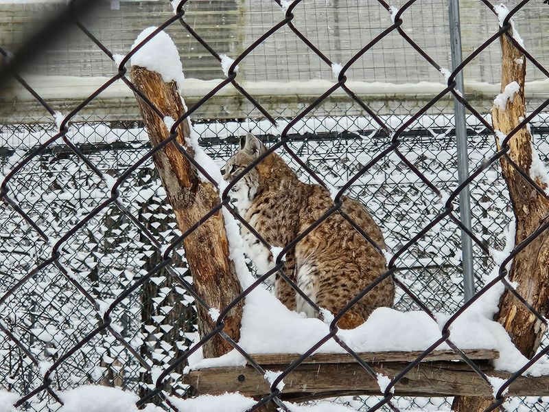 Foxes, Bobcats, And A Lynx