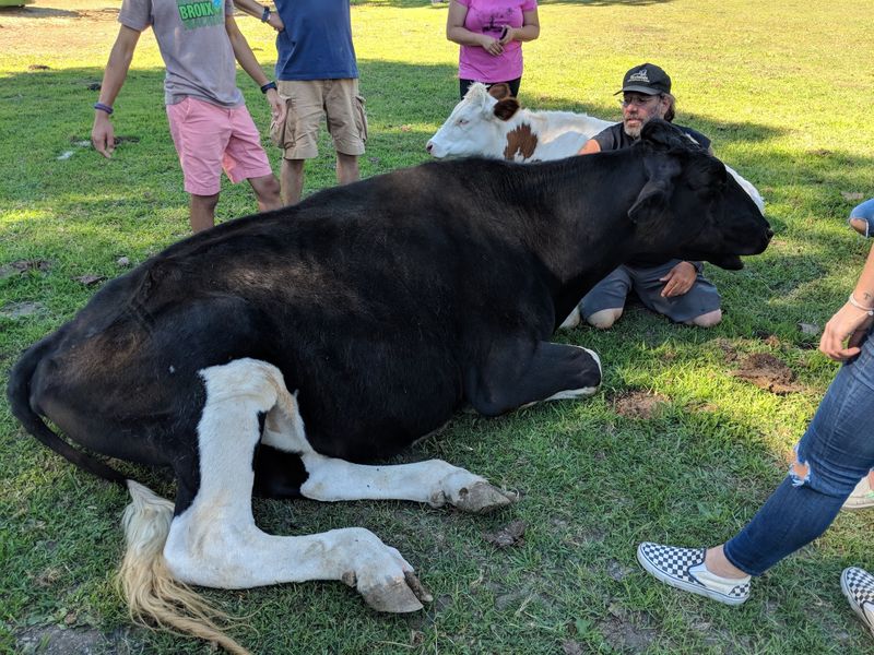 Freddy, the Steer Who Made Headlines