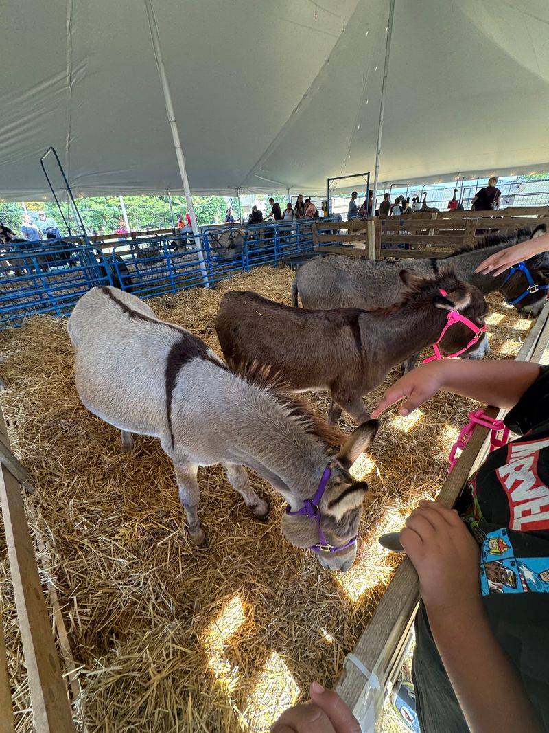 Free Fun for Kids and a Petting Zoo Free Fun for Kids and a Petting Zoo