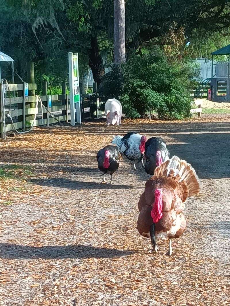 Free-Roaming Pigs, Turkeys, and Peacocks Free-Roaming Pigs, Turkeys, and Peacocks