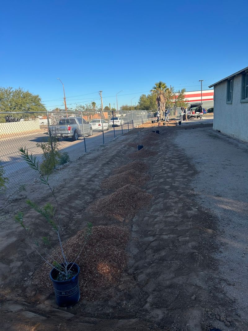 Free Trees and a Planting Bonus Free Trees and a Planting Bonus