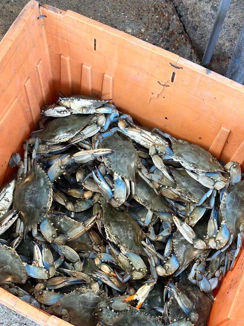 Friday Afternoons Belong to Blue Crabs Friday Afternoons Belong to Blue Crabs