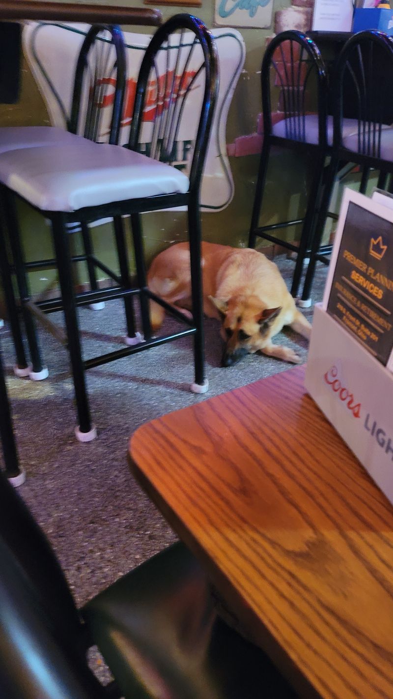Friendly Faces and a Fluffy Greeter Friendly Faces and a Fluffy Greeter