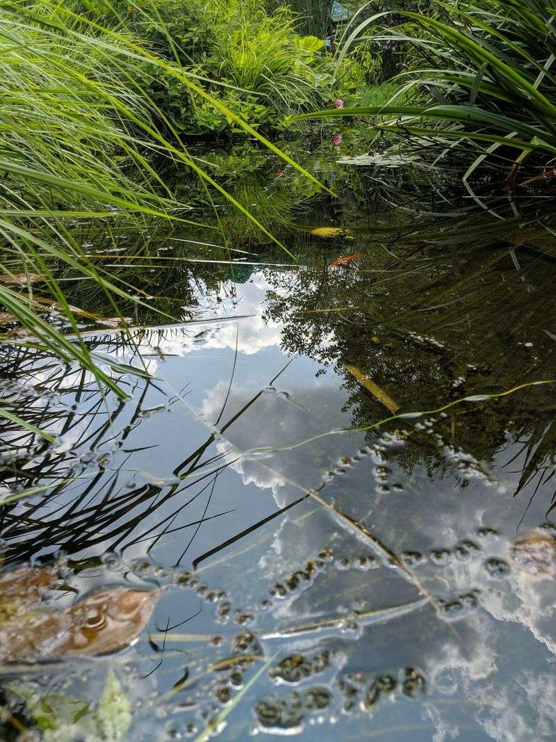 Frogs, Tadpoles and a Snapping Turtle Frogs, Tadpoles and a Snapping Turtle